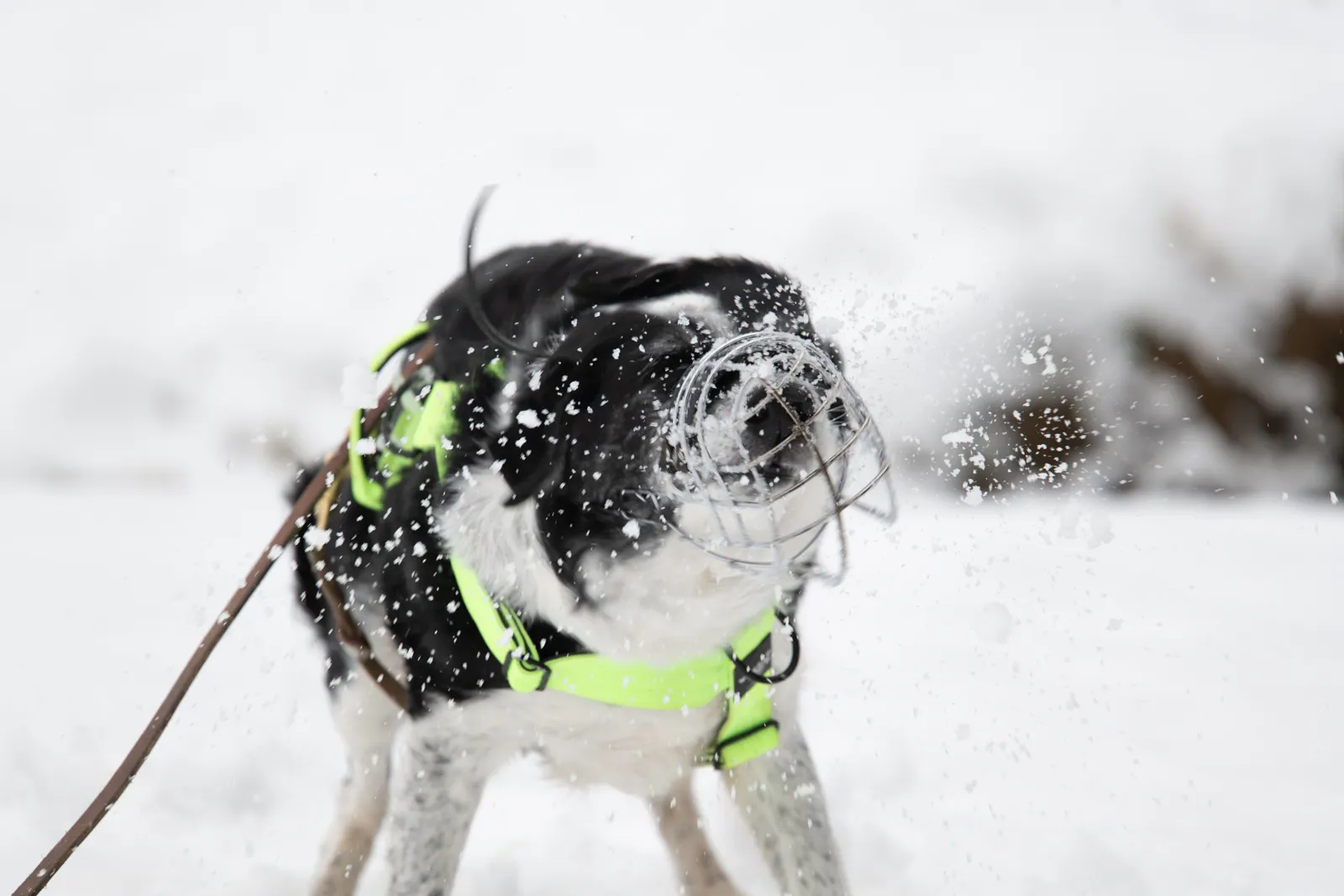 Carlo schüttelt sich nach dem Wuzln im Schnee