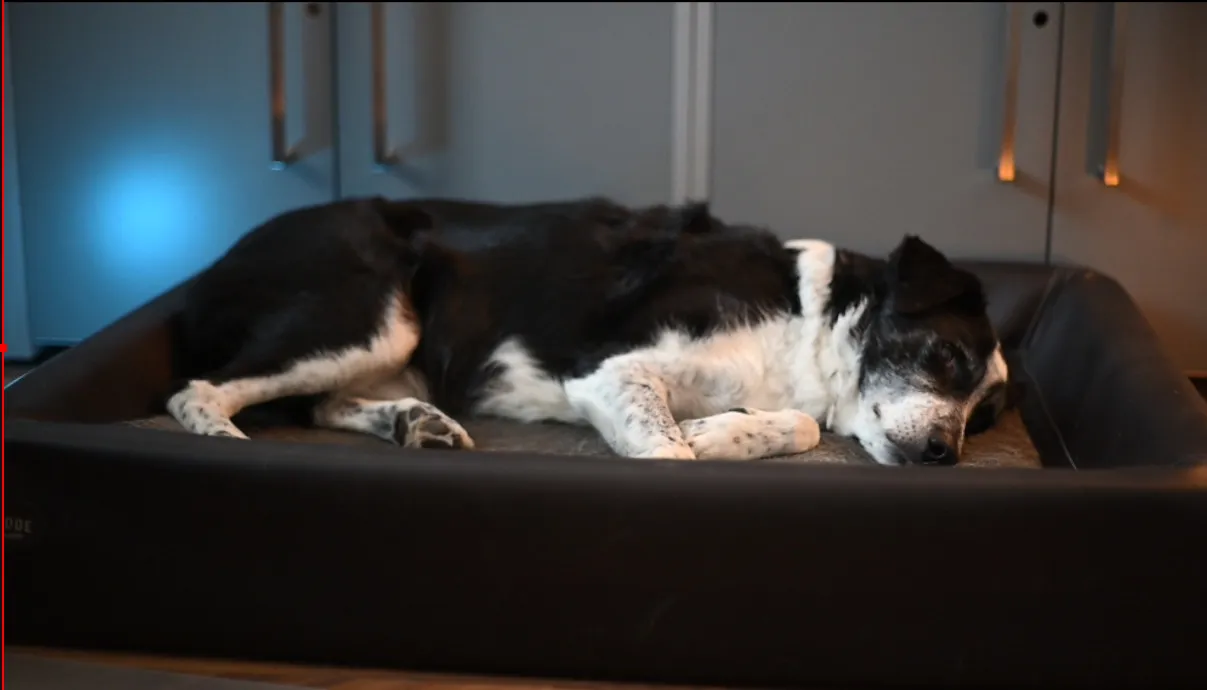 Carlo wird jetzt Streamer